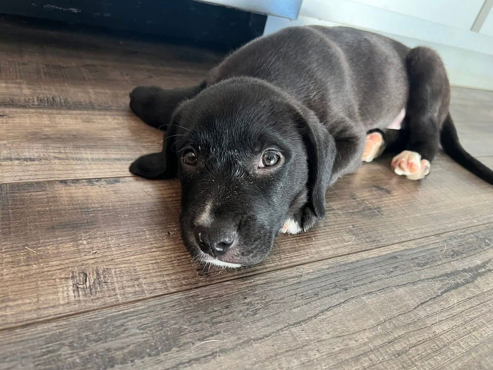 MOJO - Terrier available for adoption