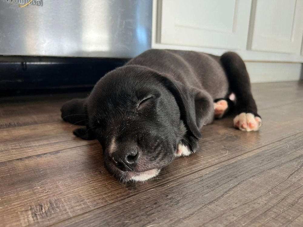 MOJO - Terrier available for adoption