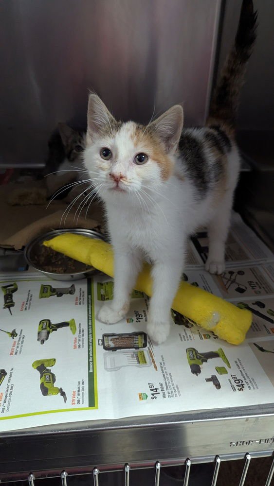 MARATHON - Domestic Short Hair available for adoption