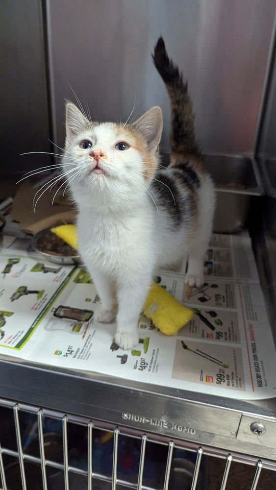 MARATHON - Domestic Short Hair available for adoption