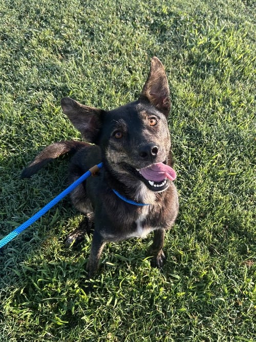 SERENDIPITY - Cattle Dog / Shepherd available for adoption