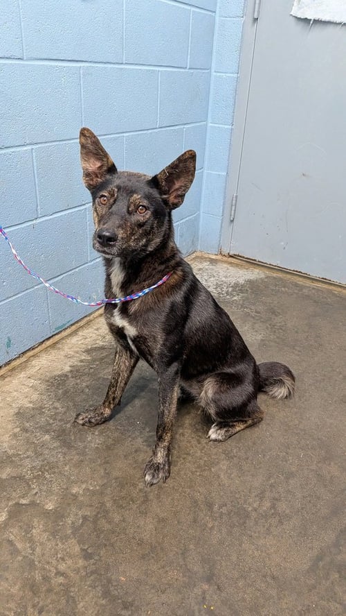 SERENDIPITY - Cattle Dog / Shepherd available for adoption