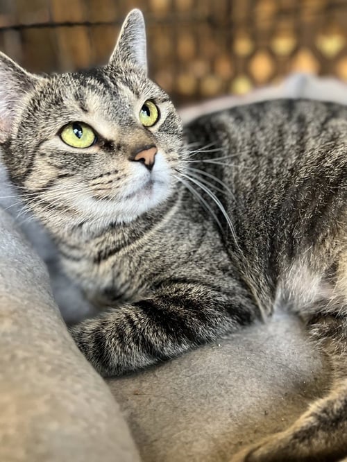 ABBI - Domestic Short Hair available for adoption