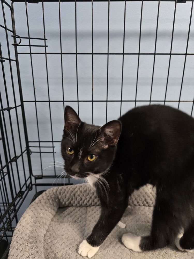 KAIRI - Domestic Short Hair available for adoption