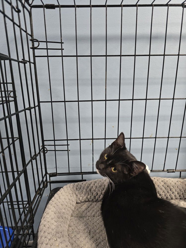 KAIRI - Domestic Short Hair available for adoption