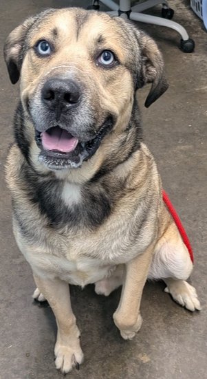 WOODY - Husky / German Shepherd Dog available for adoption