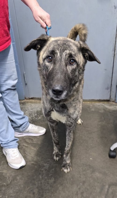 KOVA - Shepherd available for adoption