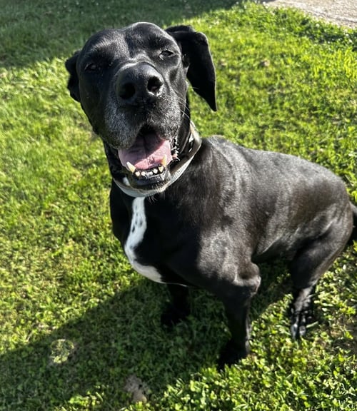 ODESSA - Great Dane available for adoption
