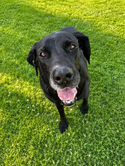 ODESSA - Great Dane available for adoption