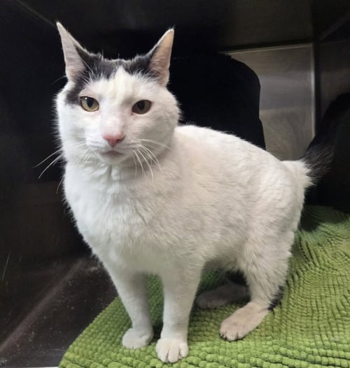 MIKEY - Domestic Short Hair available for adoption