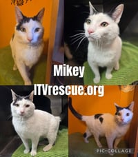Mikey - Photo 2
