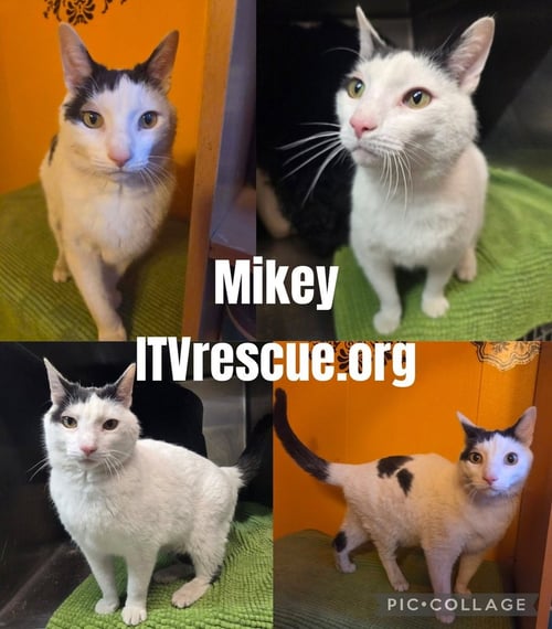 MIKEY - Domestic Short Hair available for adoption