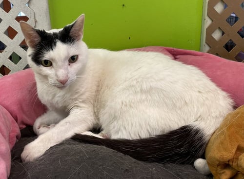 MIKEY - Domestic Short Hair available for adoption