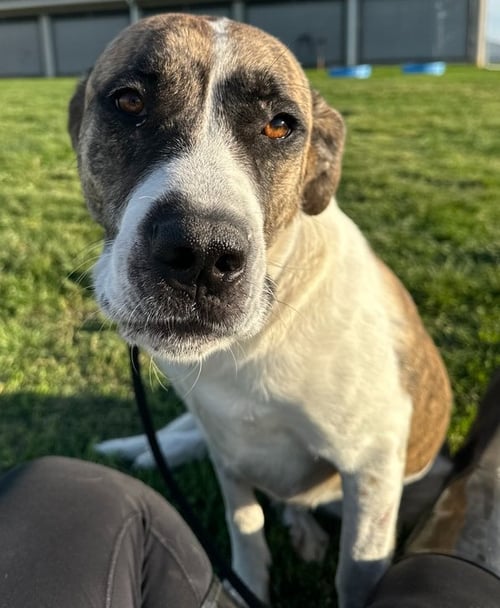 ANNABELLE - Great Pyrenees / Pit Bull Terrier available for adoption
