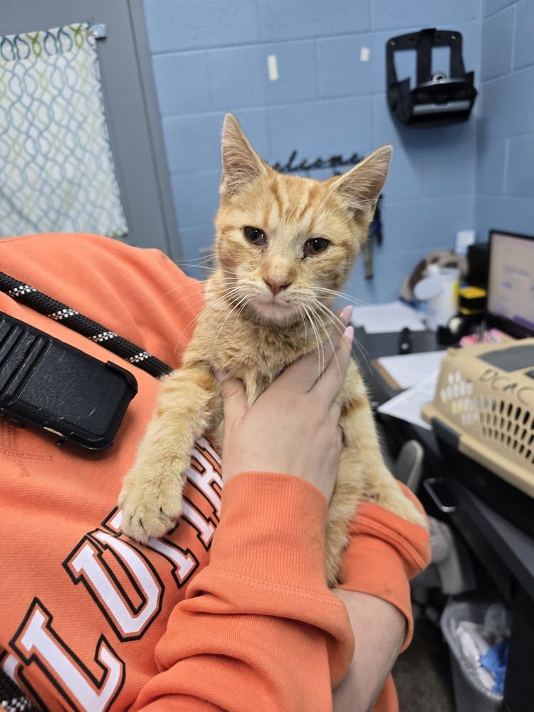 CREAM SODA - Domestic Short Hair available for adoption
