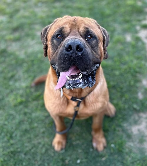 JABBA - Cane Corso Mastiff available for adoption