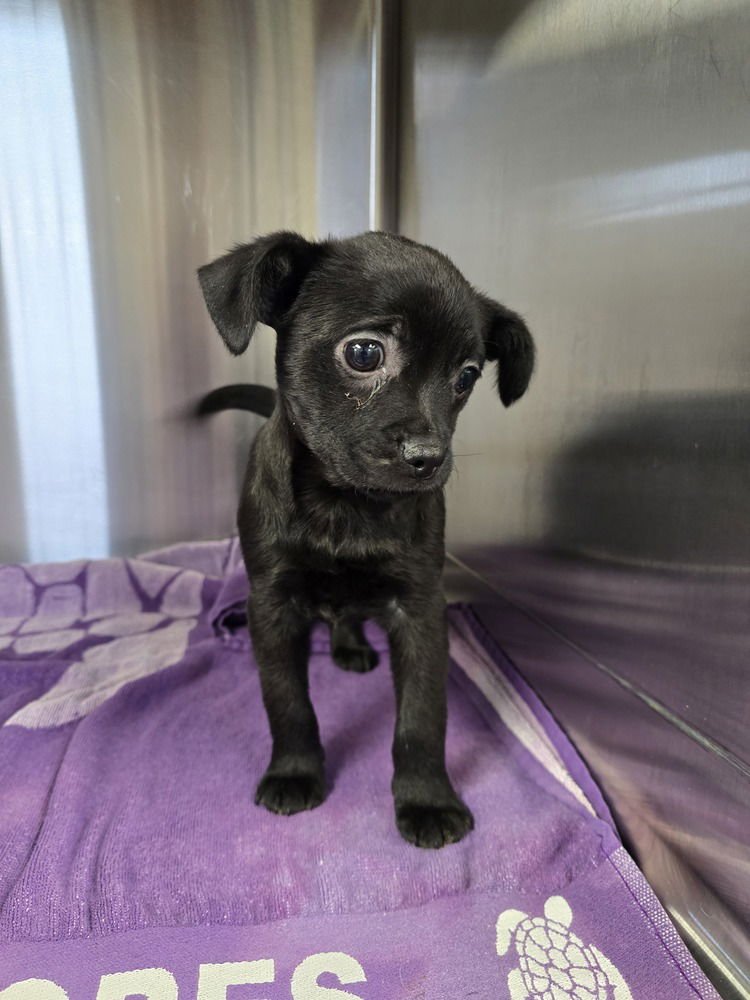 TREY (ROO) - Terrier available for adoption