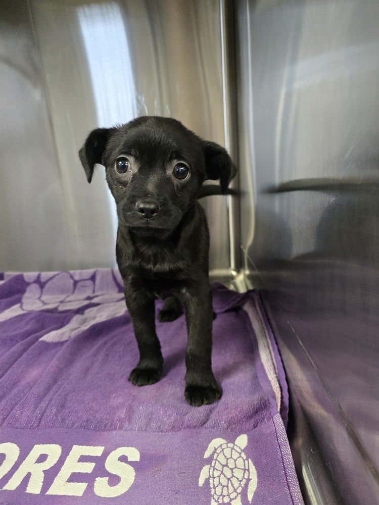 TREY (ROO) - Terrier available for adoption