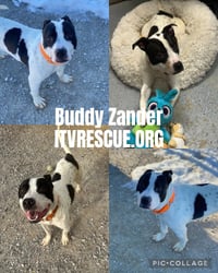 Buddy Zander - Photo 2