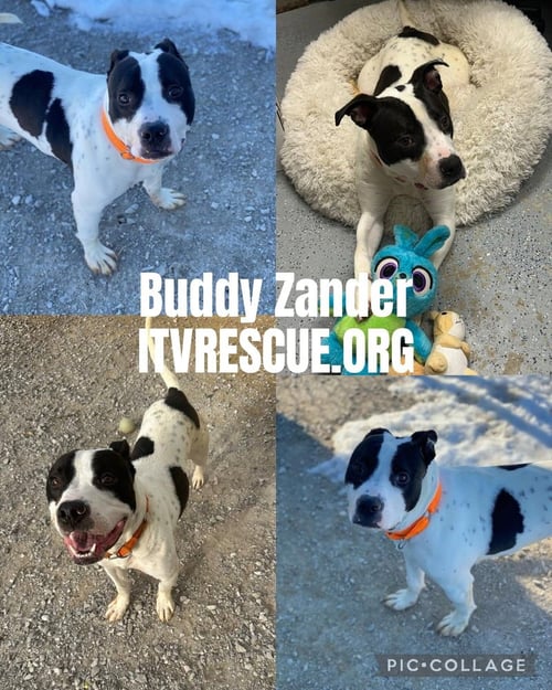 BUDDY ZANDER - Pit Bull Terrier available for adoption