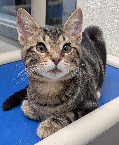 RENO - Domestic Short Hair for adoption in Evansville