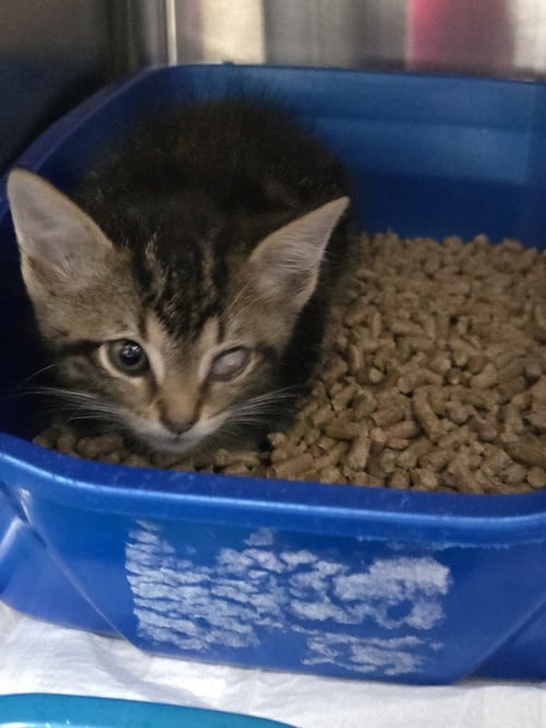 RENO - Domestic Short Hair available for adoption