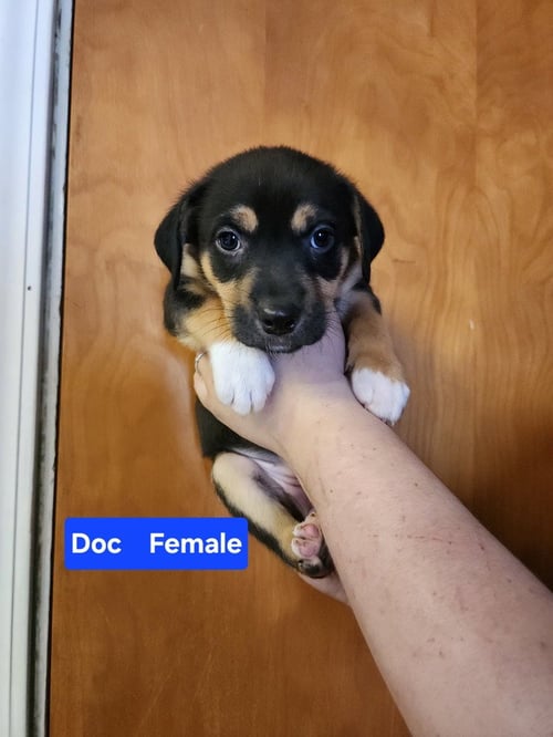 DOC - Pit Bull Terrier available for adoption