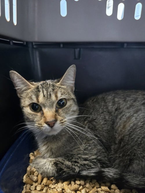 RAINEY - Domestic Short Hair available for adoption