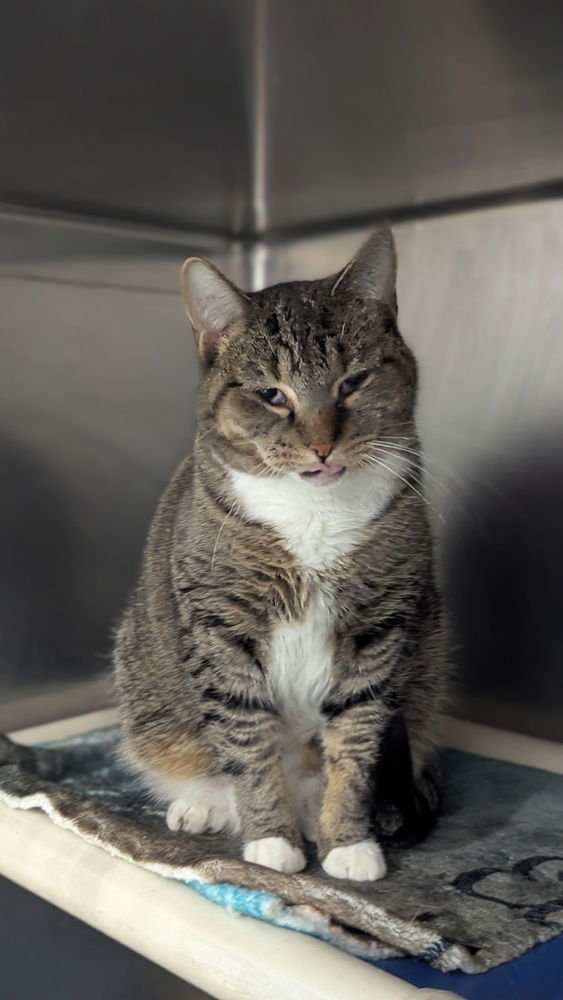 MITTENS - Domestic Short Hair available for adoption