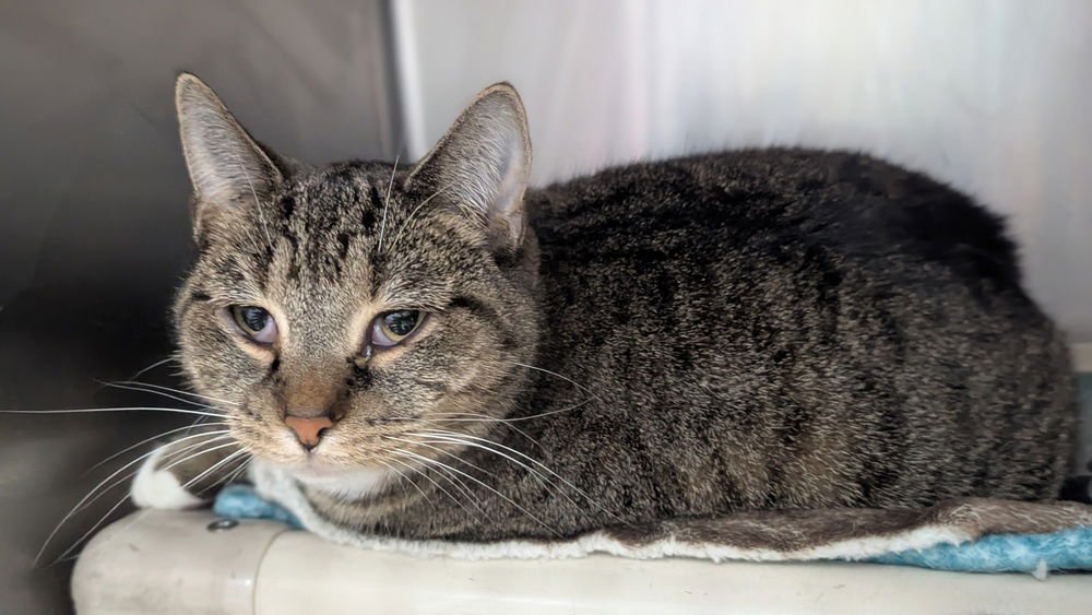 MITTENS - Domestic Short Hair available for adoption