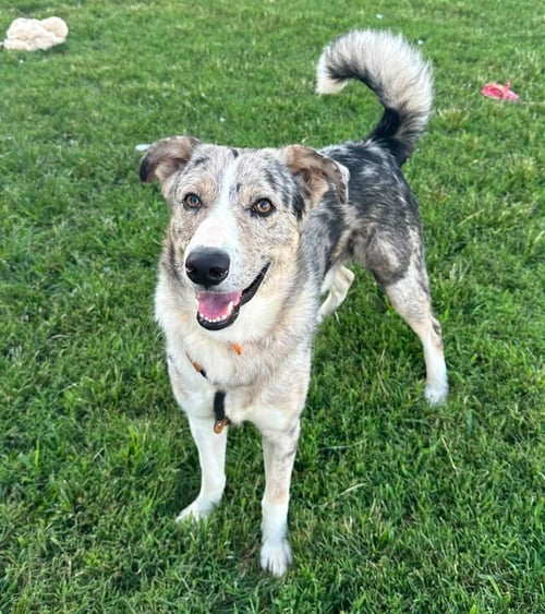 MILLER - Australian Shepherd available for adoption