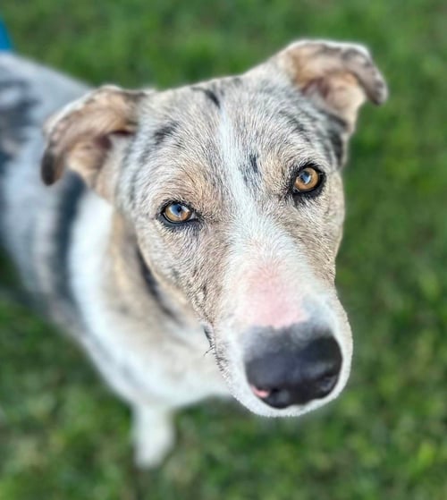 MILLER - Australian Shepherd available for adoption