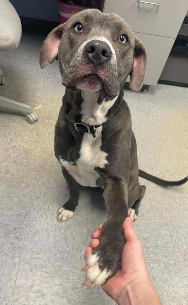 DIMITRI - Pit Bull Terrier available for adoption