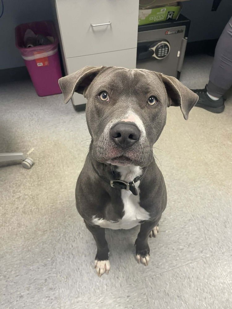 DIMITRI - Pit Bull Terrier available for adoption