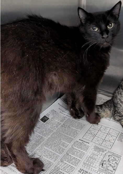 FEYRE - Domestic Short Hair available for adoption