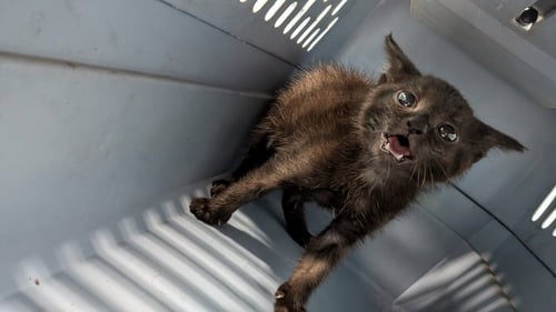 SLAYER - Domestic Short Hair available for adoption