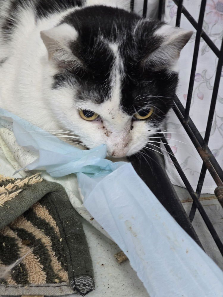 BURKINA FASO - Domestic Short Hair available for adoption