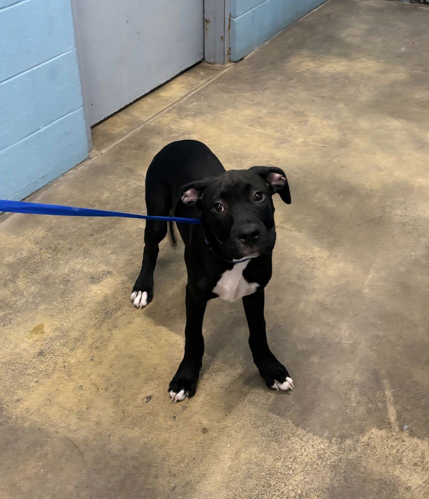 CHEWIE - Cane Corso Mastiff / Pit Bull Terrier available for adoption