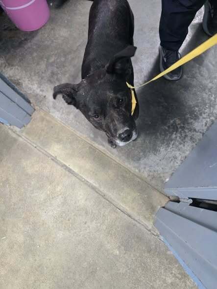 SEPHORA - Terrier available for adoption