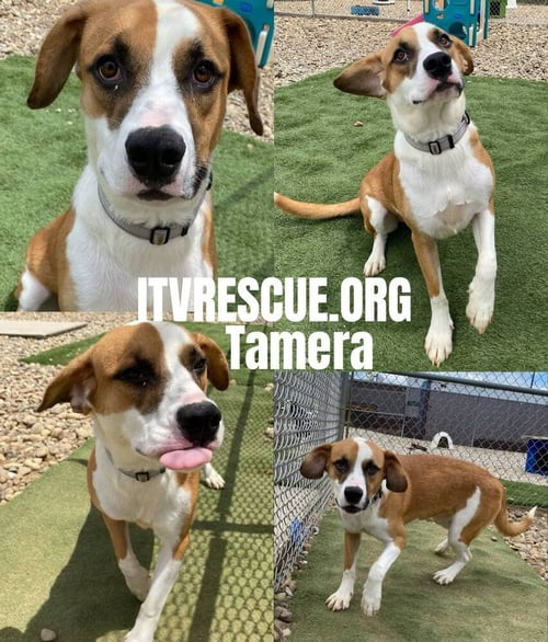 TAMERA - Terrier available for adoption