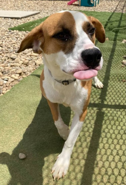 TAMERA - Terrier available for adoption