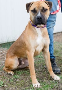 Sawyer - Photo 3