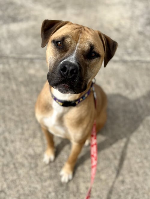 SAWYER - Boxer available for adoption
