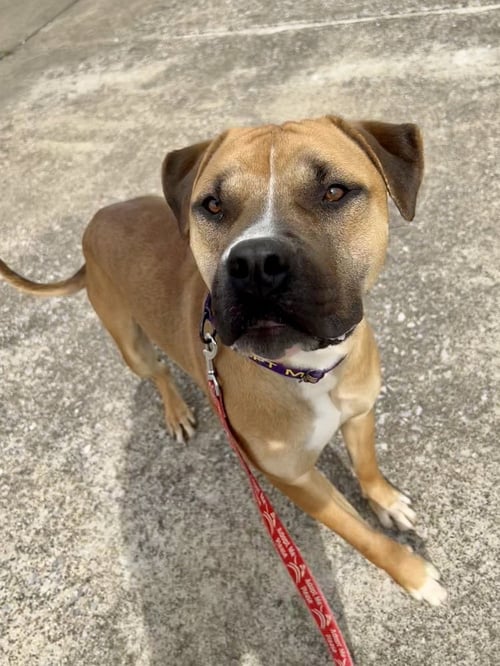 SAWYER - Boxer available for adoption