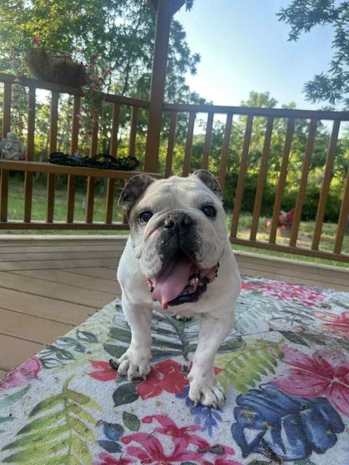 WINSTON - English Bulldog available for adoption