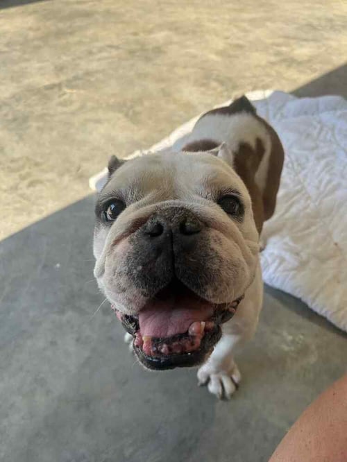 WINSTON - English Bulldog available for adoption