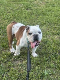 Winston - Photo 3