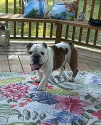 Winston - Photo 4