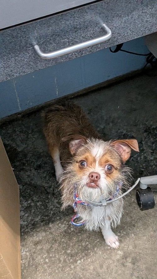 POPPI - Chihuahua available for adoption