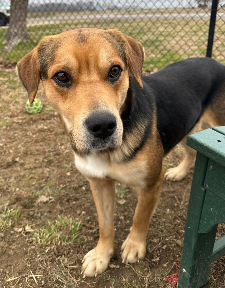 ZEPHYR - Shepherd available for adoption